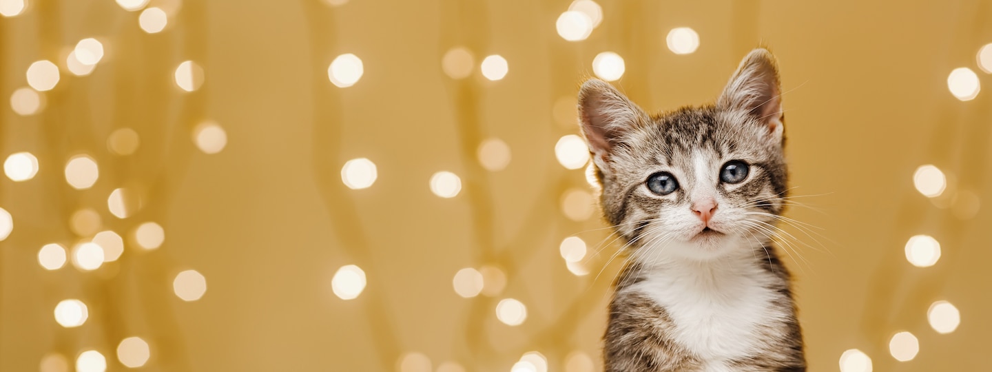 Cute kitten in front of gold background with sparkly lights